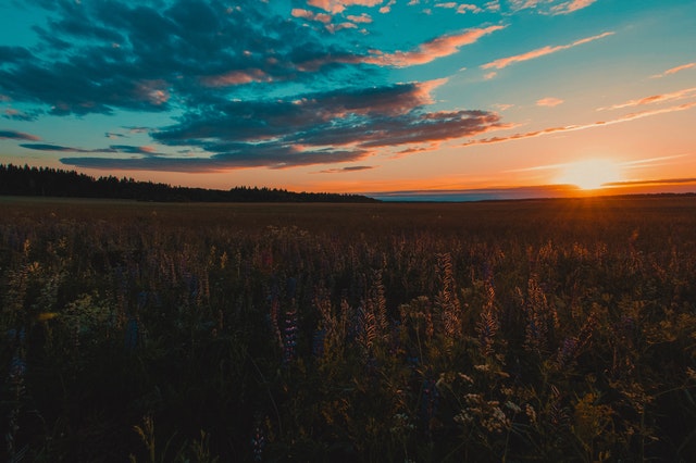 sun over the field